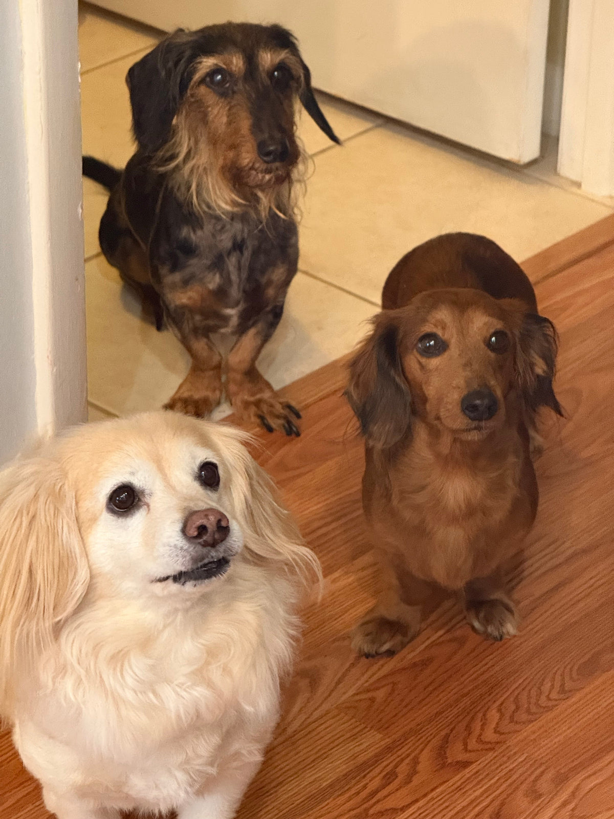 Three Dachshunds desperately waiting for gifts
