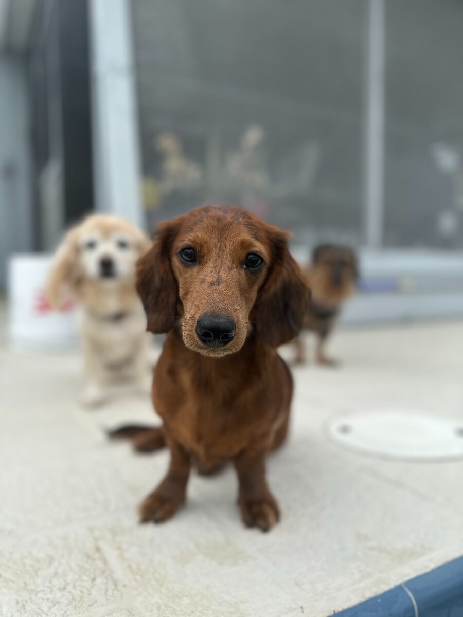 Chuck Norris with the other Boop dogs behind him