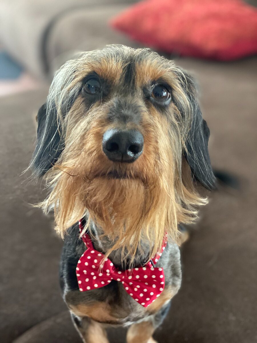 Lt. Dangle wearing a red bow tie